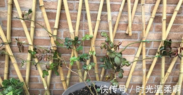 新芽|月季横拉很简单，做好这四点，芽点萌发多，花开多又美