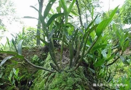 铁皮石斛|山中这种野草，曾为上贡“仙草”，一草难求，如今折段枝条就能养