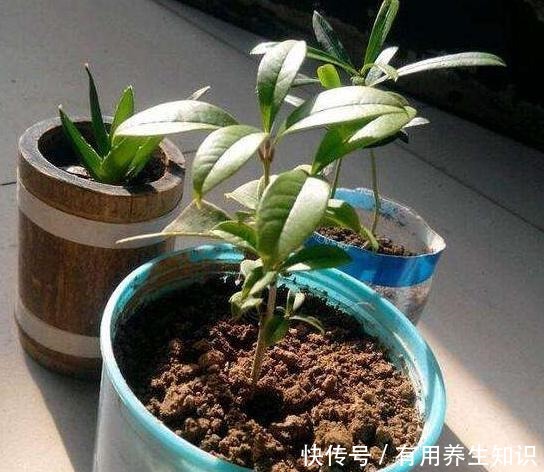 “这种树”养阳台,秋季就能开花,比香水还香,放哪都是一道风景!