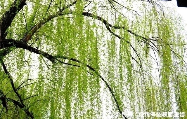 诗人$王维最感人的一首诗,句句都是千古名言,感动了历代无数的读者