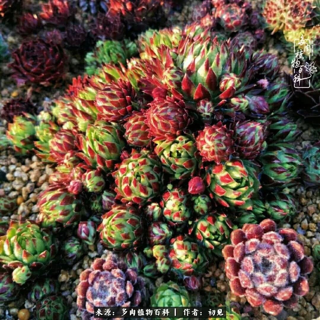 养多肉四周年，从初见到爱恋！幸福一直藏在浅薄的日子里！