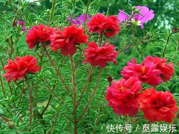 长春花|家有小院，养几种“不死花”，年年不用管，花开绚烂，延绵不断