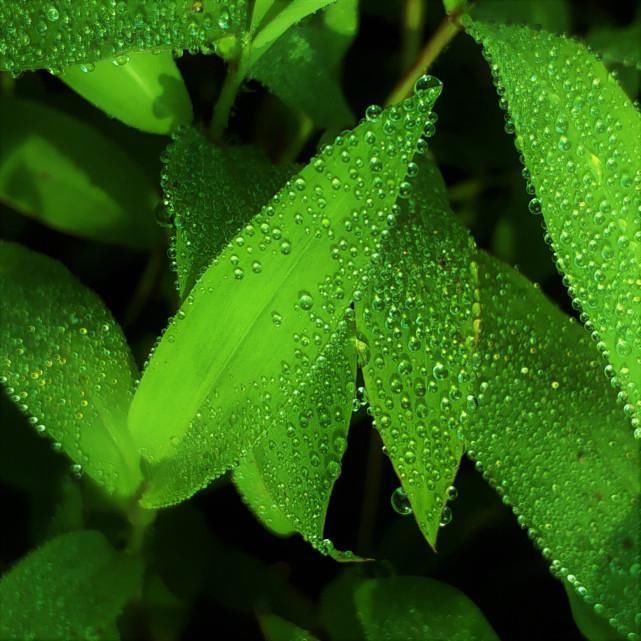 利用|怎样利用好手机微距拍摄水珠几张图片告诉你如何拍好水滴微距