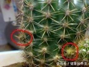 仙人球这样养,吹气似的长,比月季开花漂亮,一开花就爆满盆!