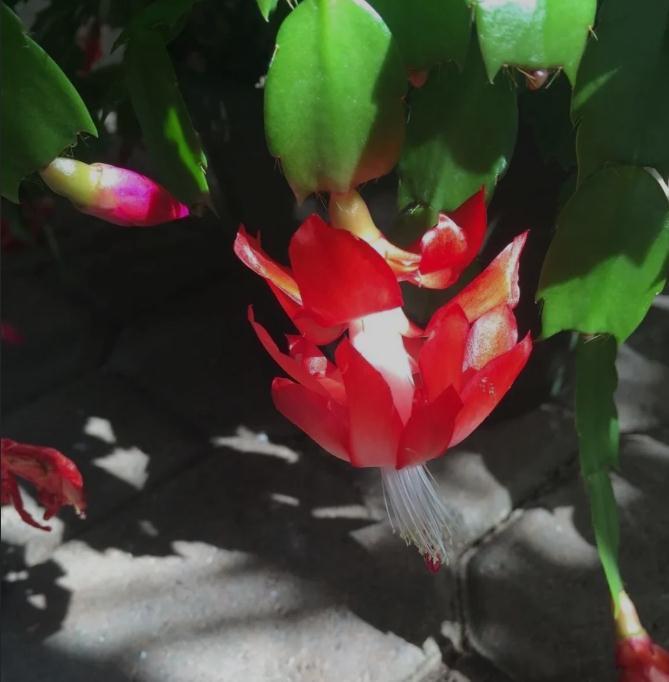 养花宝典,养好蟹爪兰只要做到这四点,千万要注意