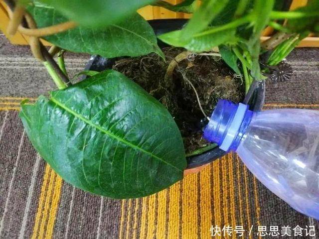 这花一开就是大半年,枝条沾水就活,根比萝卜还粗