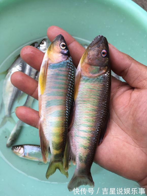 华鳈|九成钓友都会把这几种鱼认错,和牢底坐穿鱼搞混就麻烦了