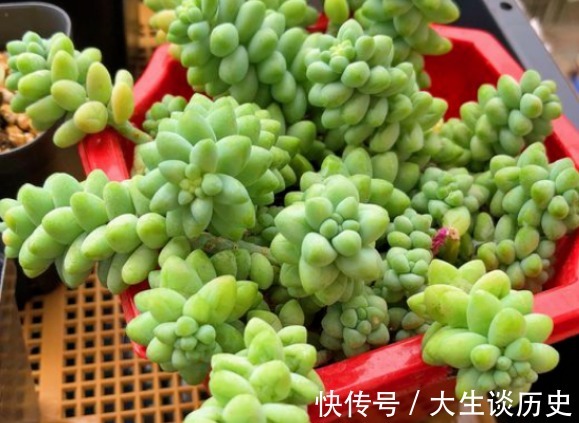 多肉玉缀又徒又绿该怎么办满足这些条件，盆栽马上变漂亮！