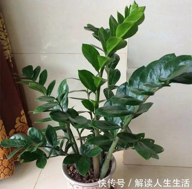 这6种“生财花”,夏季养家里,“浇水”要注意,否则黄叶、烂根!