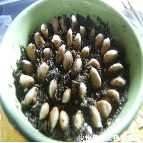一个月|此种水果吃完不要扔,放盆里泡下,7天发芽,一个月必爆盆