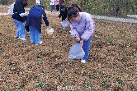 劳动课|必修课！武汉一大学开出8亩地教学生种菜