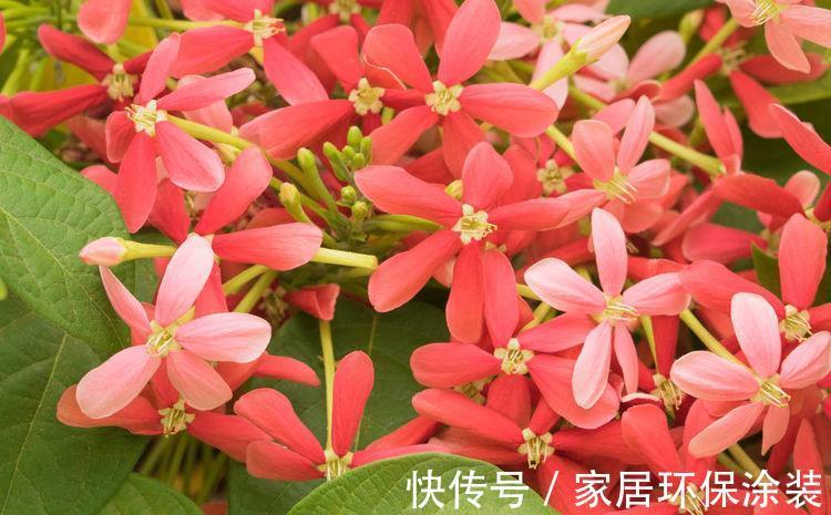 养花|6月29日开始,养花试试这几款,开花清新高雅,开花多又美