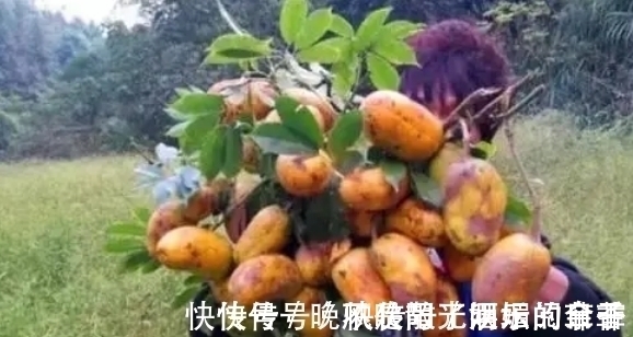 快乐时光|80后农村娃常吃的野果,如今已不允许折枝采摘,有钱也难买到