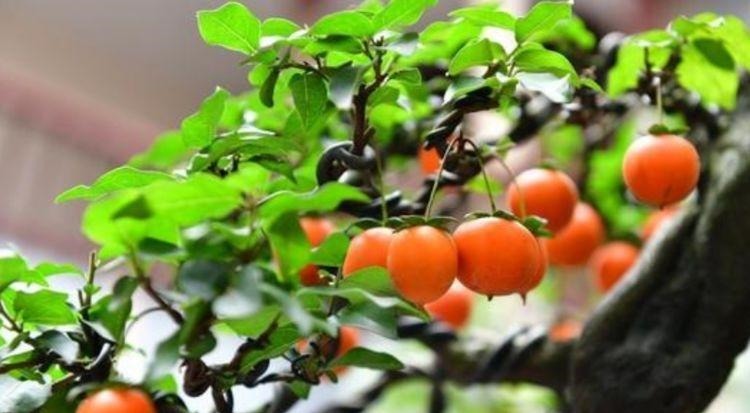 家里养这几款植物,娇小不占地,喜阳光,非常耐热耐旱耐贫瘠