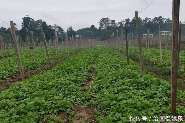老年|一年采收7次,古代被稱為“百菜之主”,如今淪為野菜少有人吃