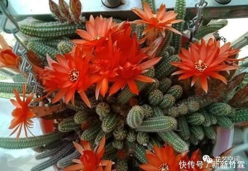 花盆里撒一把“粉末”,防冻杀菌增肥力,根壮叶绿,猛长个!