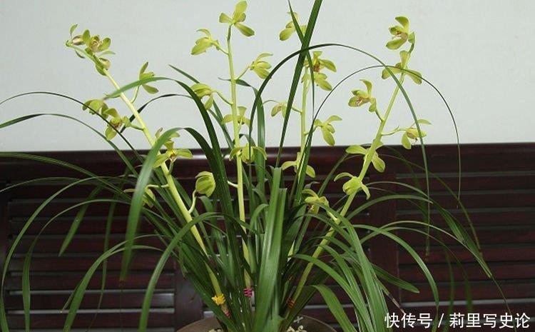 世上公认最美的4种花，谁见了都喜欢，第一种已经被迷住了