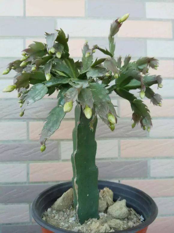 嫁接蟹爪兰，没有砧木怎么办，这样扦插三棱箭，一棵砧木变一百棵