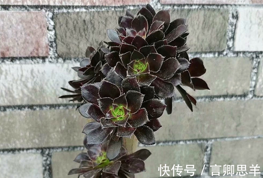 多肉|立秋以后，如果多肉还没从休眠中醒来，可以对它们做这些事