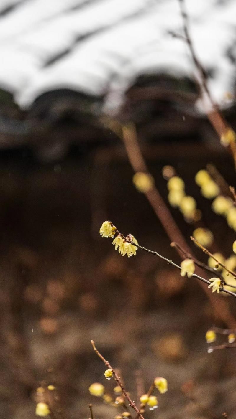 中国年|初雪已至春未远 乌镇迎红白两色中国年