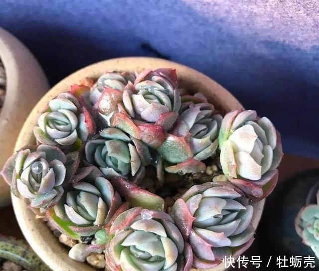 兰石|7字秘诀来养多肉,入坑9年多肉植物没徒也没腐
