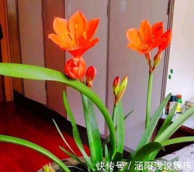 养这10种花，再喜欢也别多浇水，少浇水，不管它，反而花更多