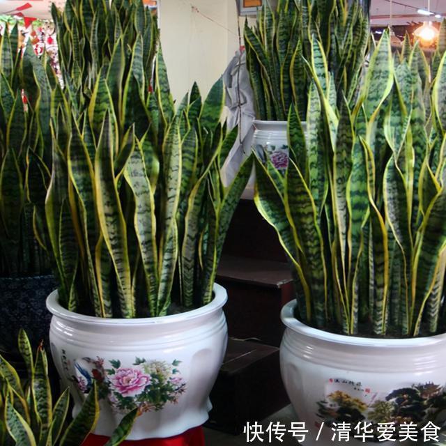 室内想养“大盆镇宅花”,建议从这10种里面选,听名字就很霸气