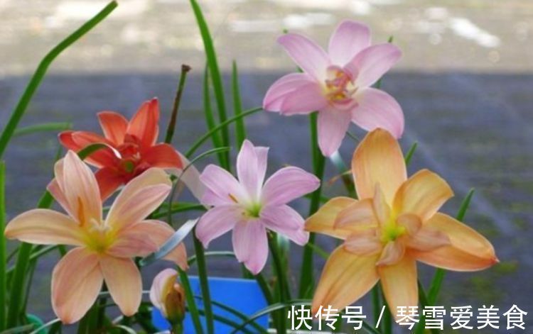 蟹爪兰|5种花现在养刚刚好，30天不浇水照样生长，一年开花不断