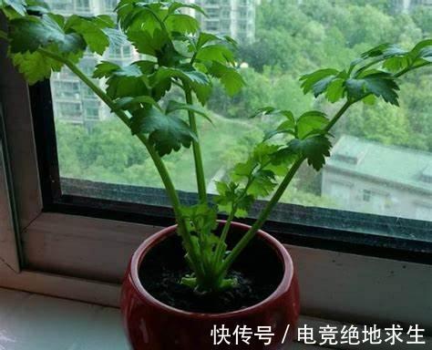 生菜|阳台养几盆蔬菜，只要稍微散射光就能促进它们良好生长