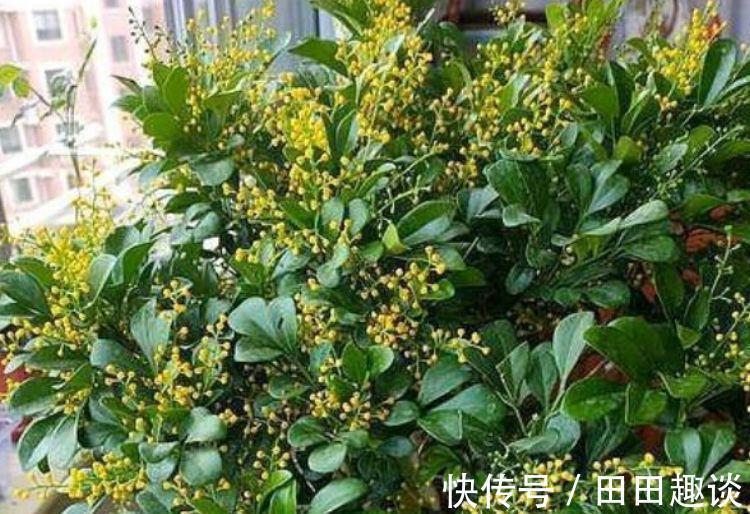 花卉|家里养此款花卉，便宜又好养，好养如绿萝，简单易成活