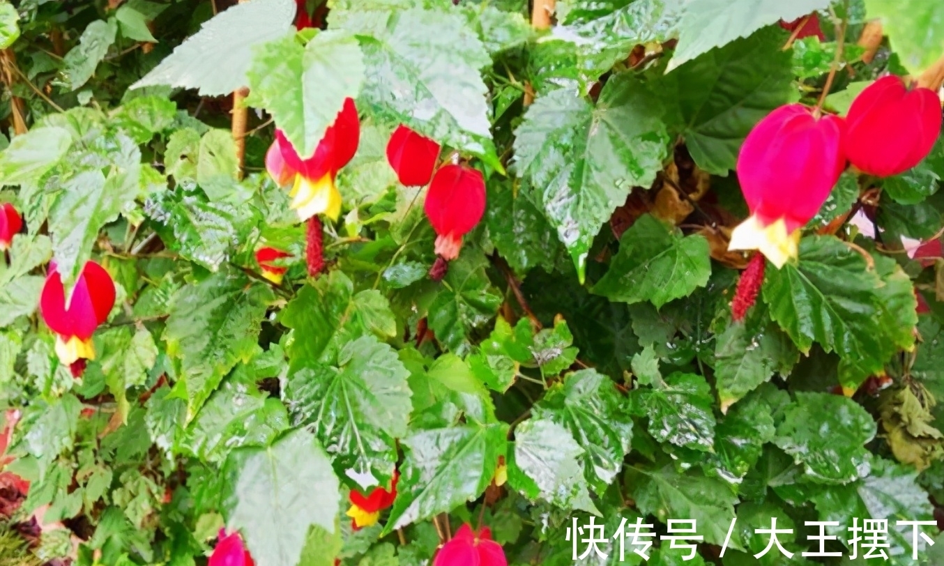 5种欠修理的花,开完花要“狠剪”,才能继续开花
