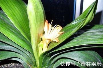 盆栽君子兰“卡脖子”，几滴这东西就可以射箭！