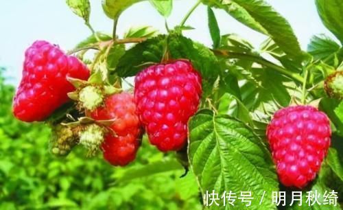 皮肤|会吃的女性皮肤好,推荐以下3种食物,排毒抗衰,瘦掉小肚腩