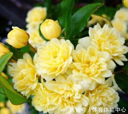 院子再小,也要养棵它,2年长一片,开花特别美,左邻右舍都说香!