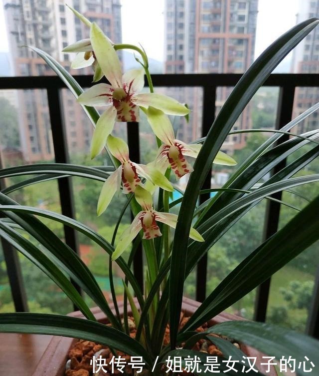 春天兰花发芽，“一灌二喷三埋”，兰花养分足，新芽多，长势爆盆！