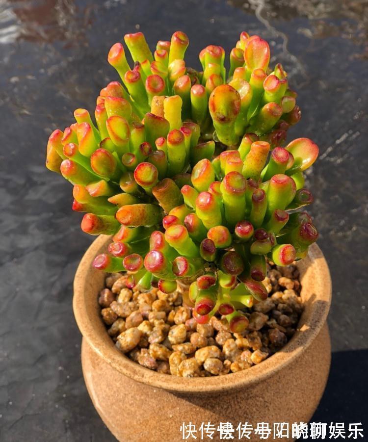 6种漂亮花,都有“好寓意”,喜欢的话养一盆,吉祥又大气