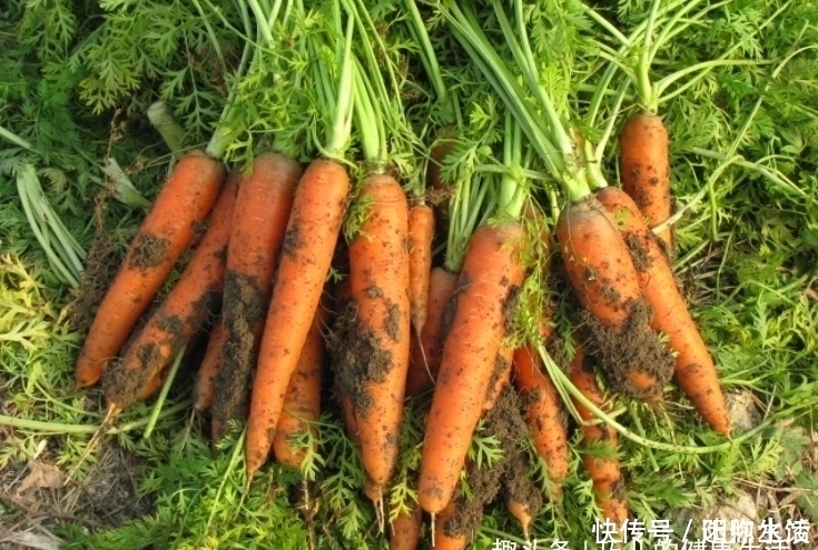 身体|每天吃一根胡萝卜,身体不会差,但切忌与一物同食,现在知道不晚