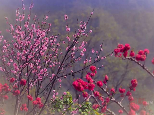 来这里，探寻“粉红花海”……