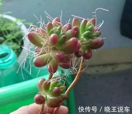 多肉长了这么多胡须,可能这是多肉在求救