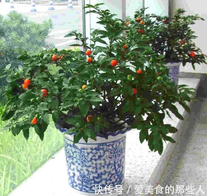 7种“吉祥果”，家里种一棵，喜气洋洋又“富贵”