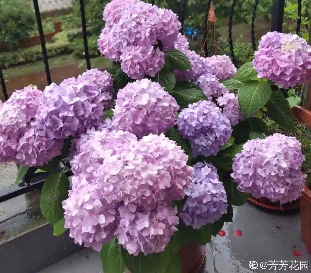 黄叶|给花浇水掺点白醋,植物根比萝卜还粗,健壮不黄叶