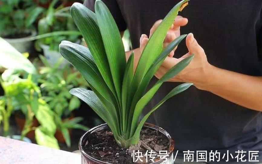 秋天给君子兰换盆,掌握3个要点,不烂根服盆快,开花越来越多