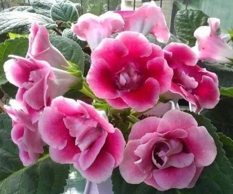 养花就养这种花，植株小巧又玲珑，枝繁叶茂，花朵姹紫嫣红，美艳