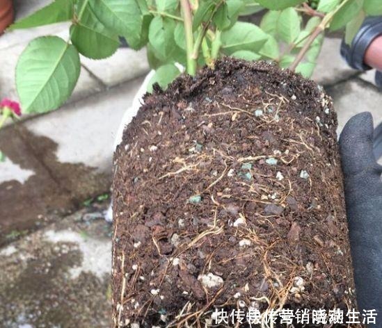 旧土|家里花卉换盆,剩下“旧土”怎么办老花匠“这么”处理更肥沃!