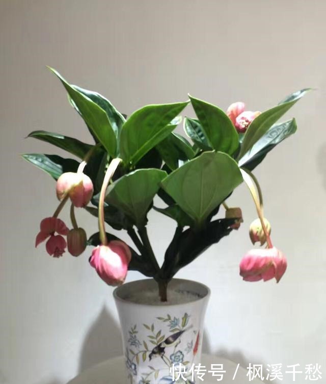 新手不要买3种花,养不活浪费钱,还生一肚子气!