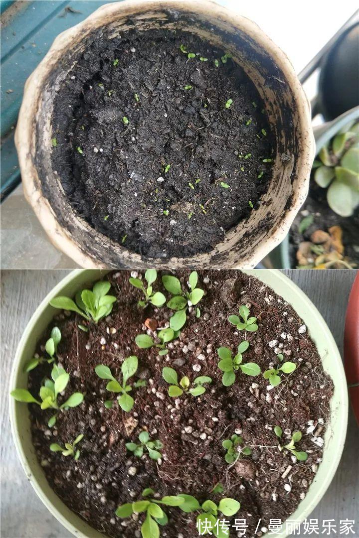 雄蕊|3种花不用“扦插”,花开完等俩月,半年变成“养花大户”!