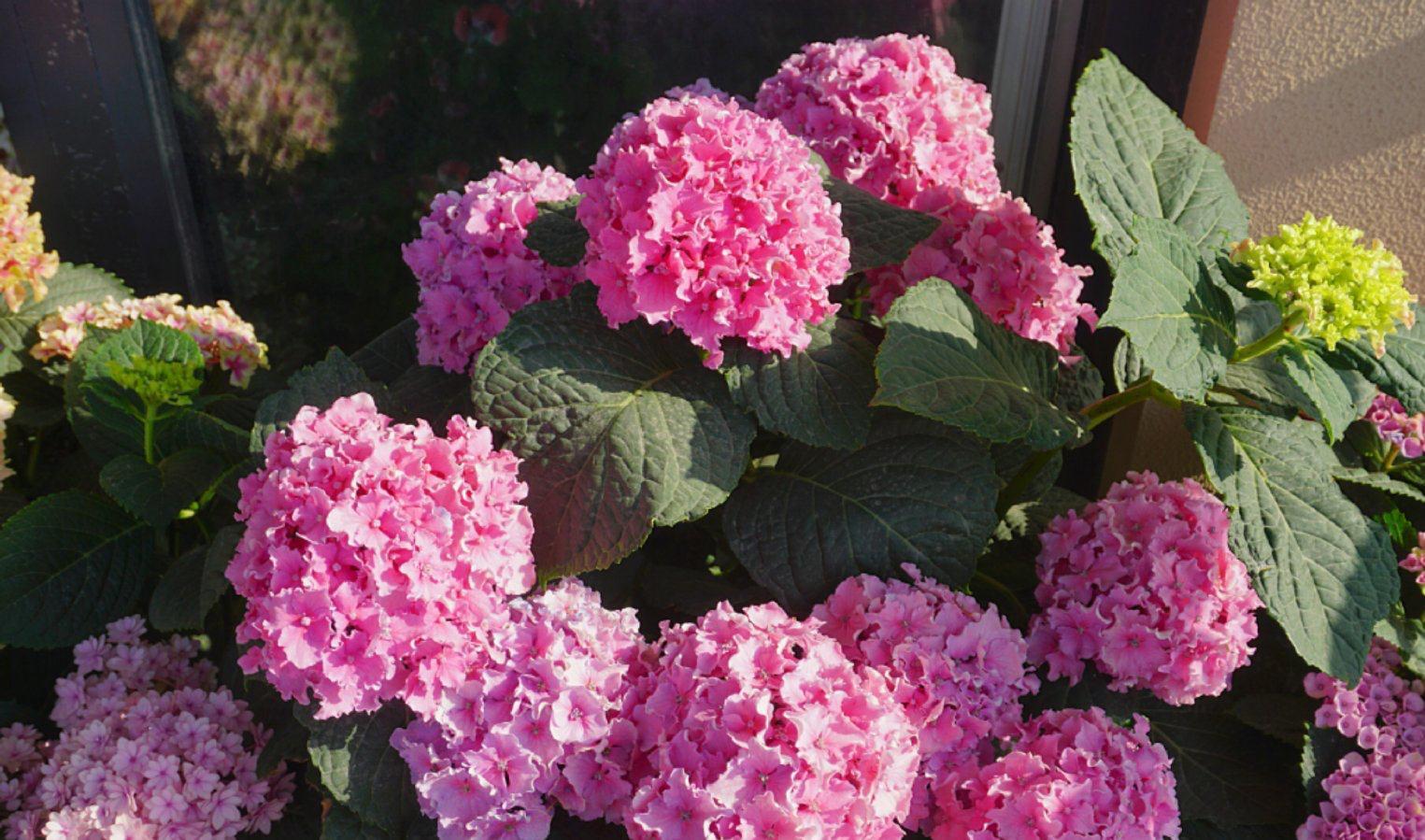 绣球的过冬准备，做好2点，来年发芽更多、开花更多、旺盛惊艳