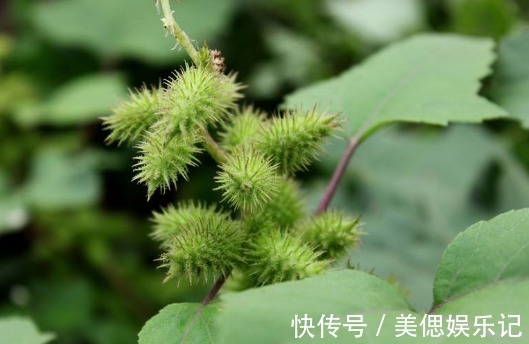 农民朋友|乡下一种不起眼的“苍耳”成了香饽饽，还有人不知道，早知早受益