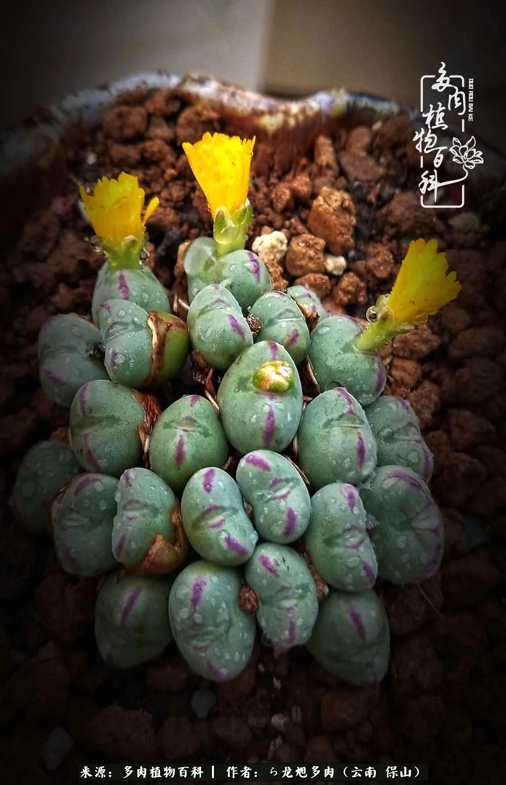 多肉植物|遇见多肉，遇见不一样的你，一养就是10几年！