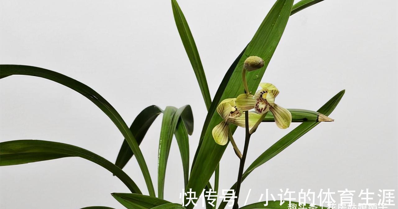 9种花卉在冬季能开出迷人的花朵，实至名归的年宵花，风靡花友圈